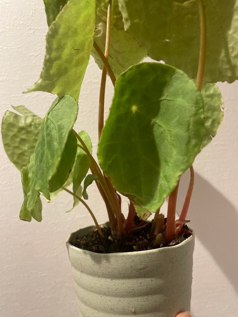 希少植物ベゴニア フートエンシス Begonia Phuthoensis 大苗