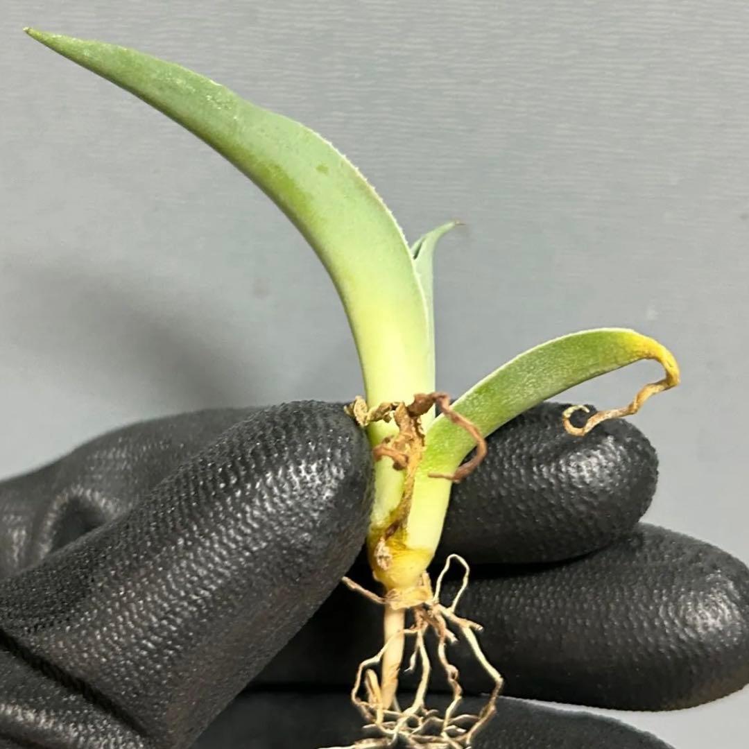残僅か Agave ovatifolia 'Moby' アガベ オバティフォリア - メルカリ