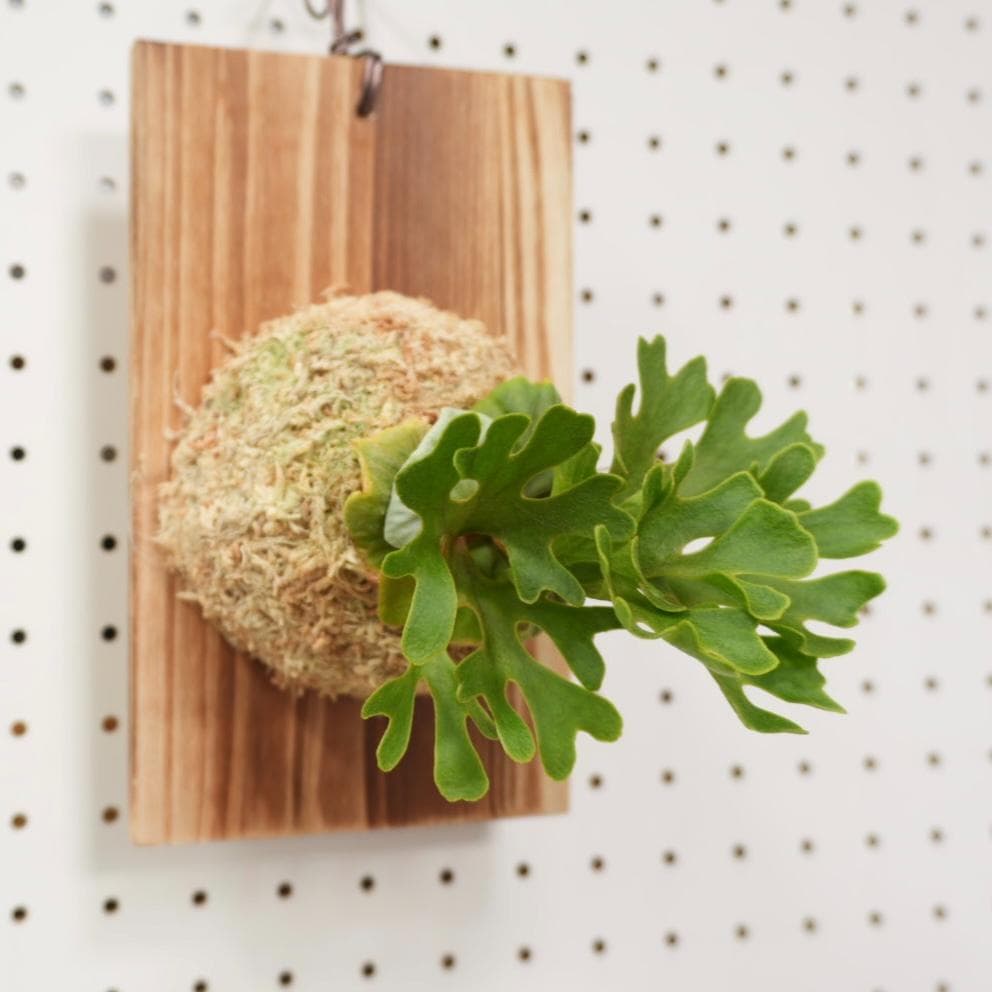 ビカクシダ リドレイ ドワーフ シルバー 小株 R-9 - メルカリ