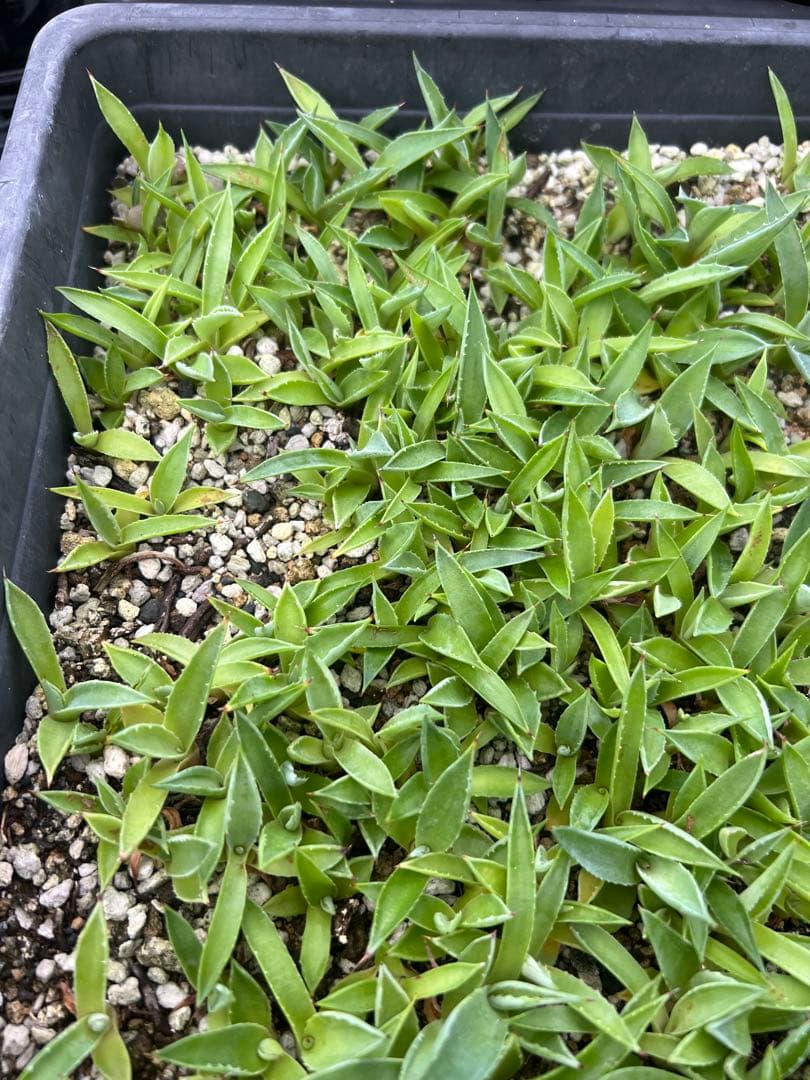 アガベ モンタナ ケースごと メルカリ便 2026年最新】アガベ モンタナの人気アイテム - メルカリ