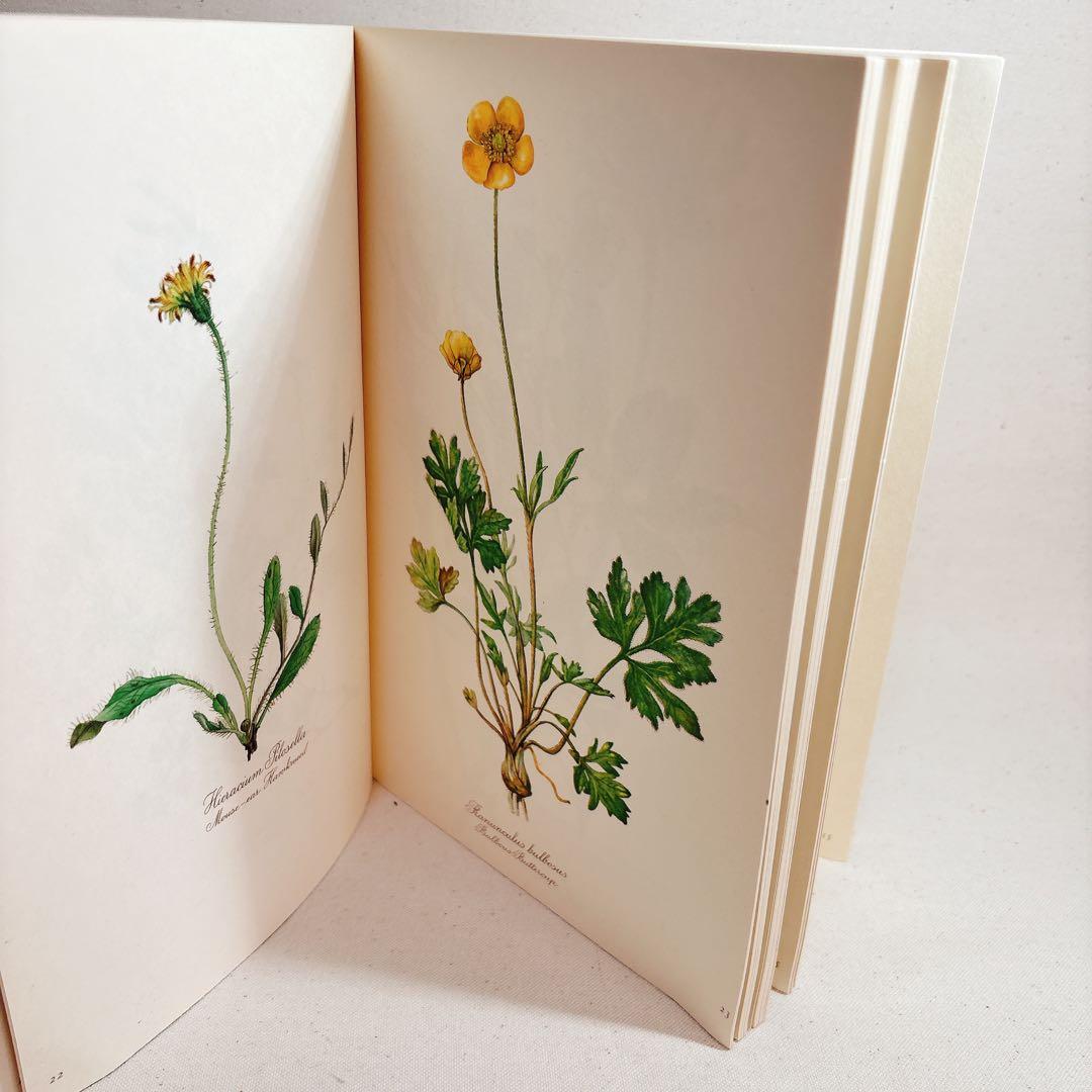 112⑤1963年ドイツElsa Flesko植物図鑑 ジャンクジャーナル 112⑤1963