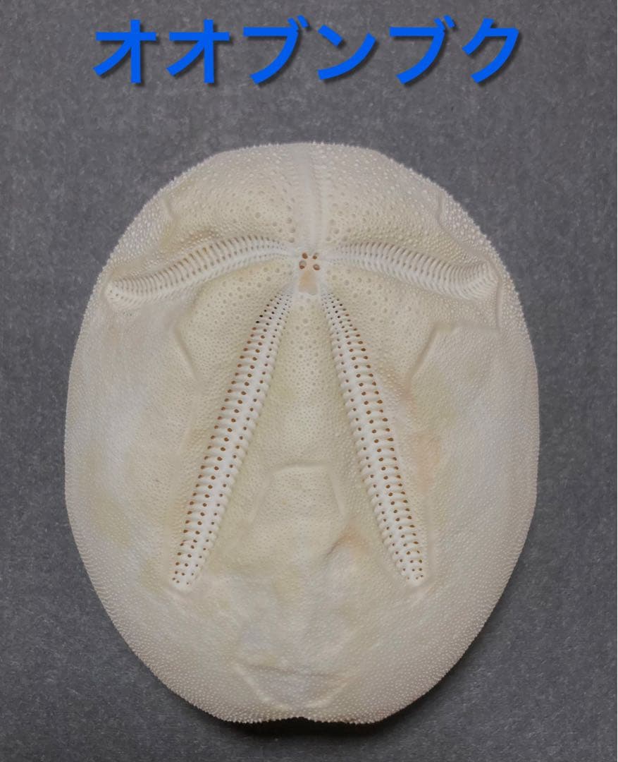 オオブンブク ブンブク ウニ ウニ殻 標本 - メルカリ