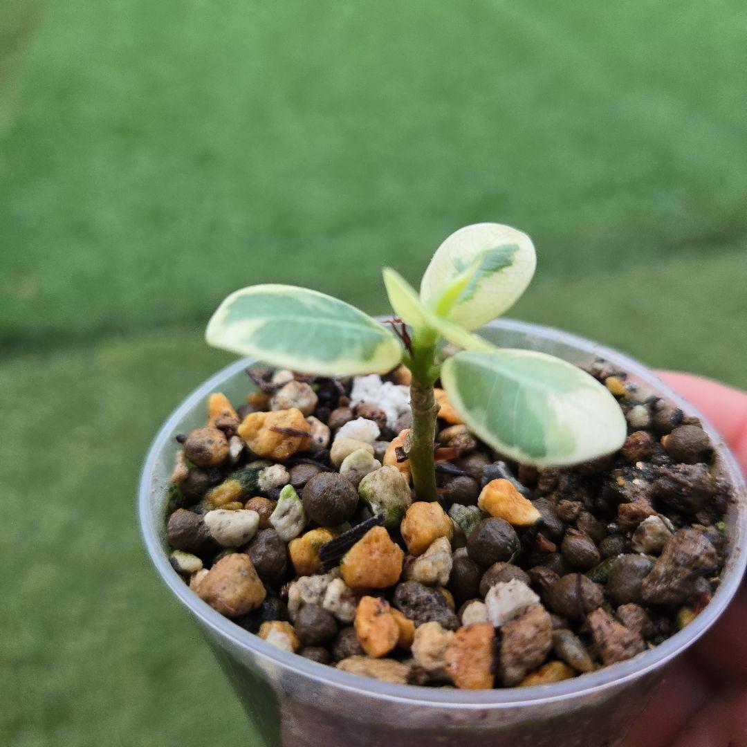 激レア フィカス パンダガジュマル 斑入り 希少 レア 観葉植物 白