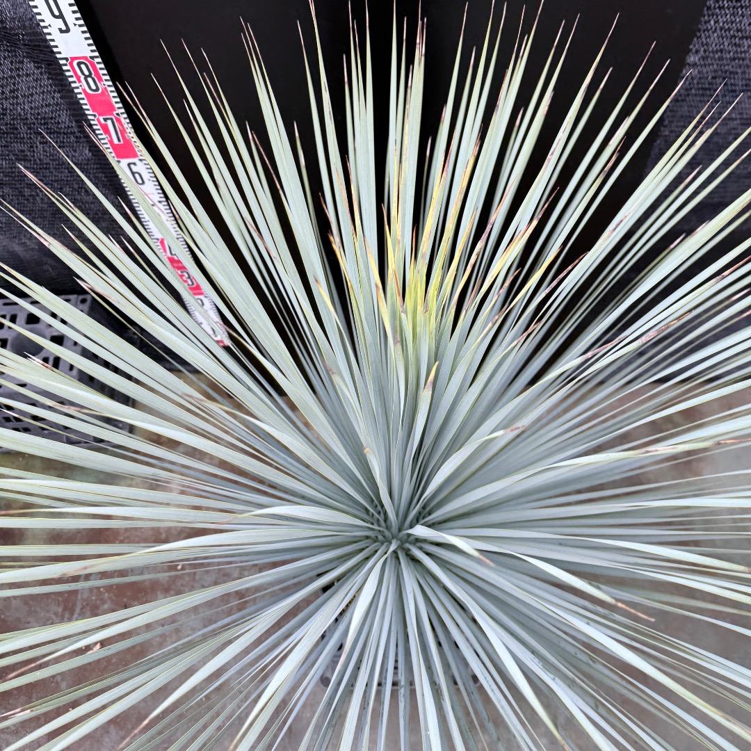 AL1204】ユッカ ロストラータ ランチョブルー（品種名）極太 - メルカリ