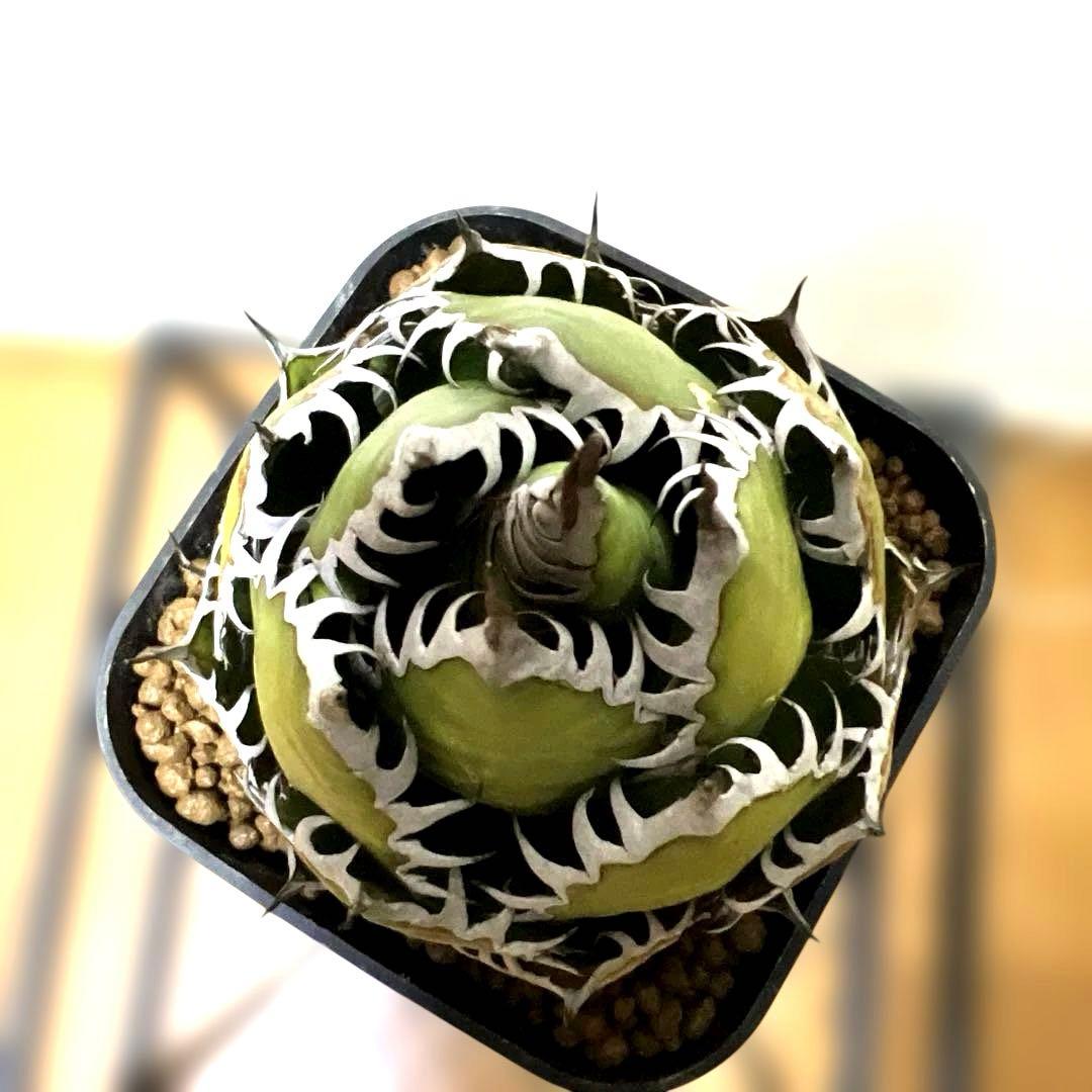 アガベ 鉢植発送 ホリダ 強刺 狂刺 極上血統 スペシャル個体 特選株 ZZ_plants】K352アガベ ホリダ horrida 極上強棘 狂刺 - メルカリ