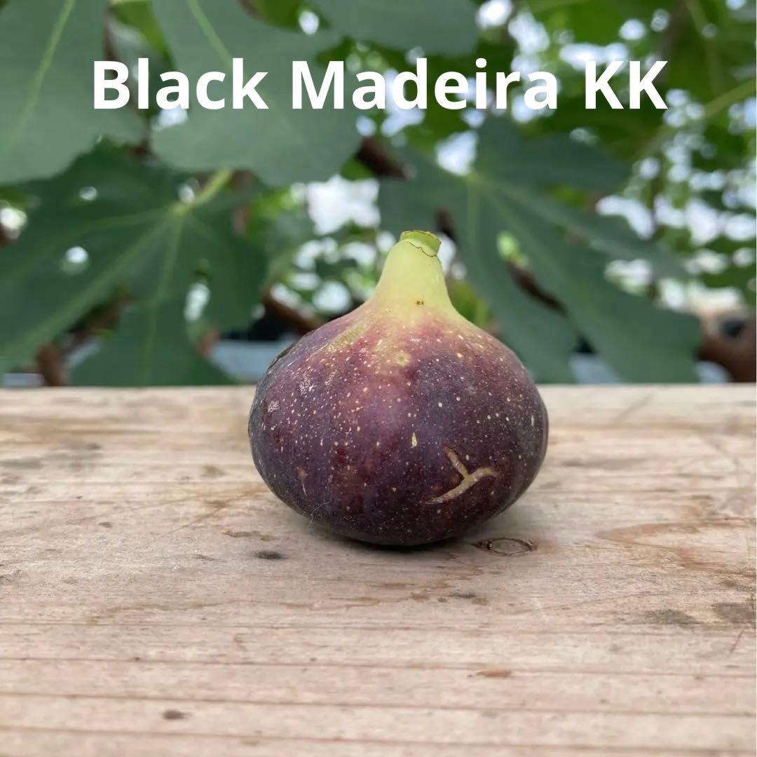 ブラックマデイラ KK (Black Madeira KK) 穂木 イチジク - メルカリ