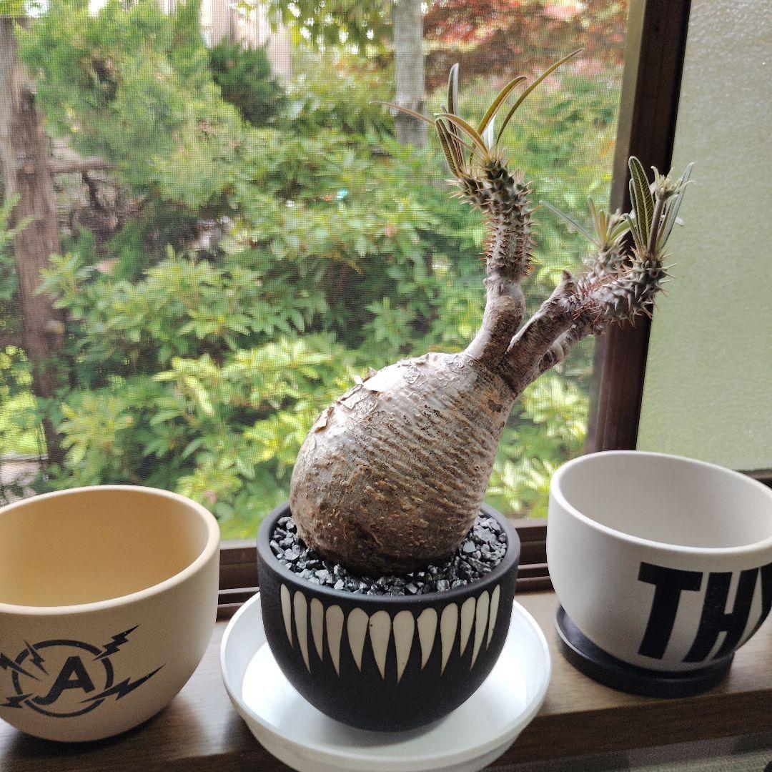 パキポディウム グラキリス バリエム（デビル)鉢Mサイズごとの出品です