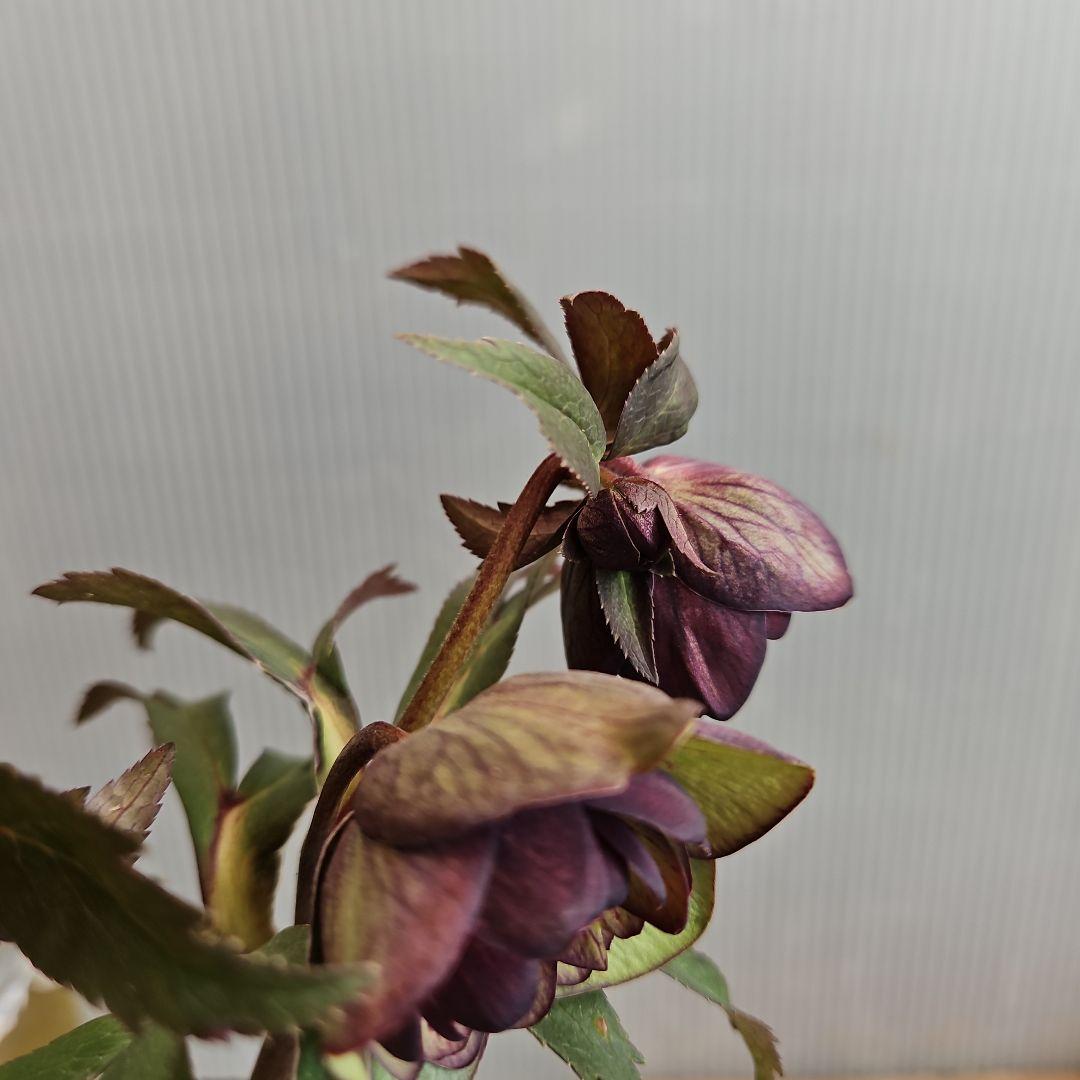 ペコ様ご購入苗㉖-261クリスマスローズ クリスマスローズ 花郷園