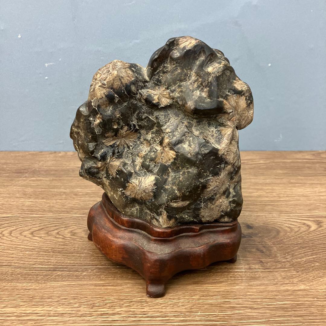 4F 希少 天然 菊花石 観賞石 盆石 水石 木製台座付き 置物 インテリア