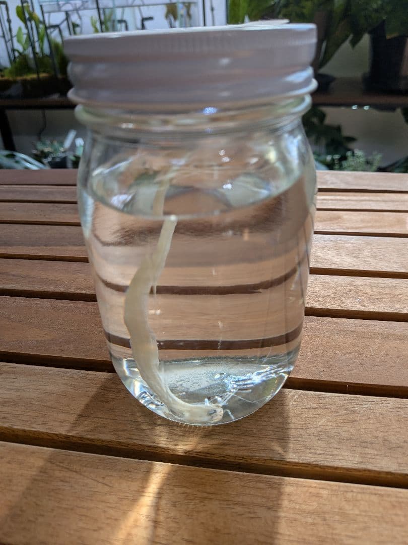 【激レア深海魚】リュウグウノツカイ幼魚 液浸標本 謎の深海魚「リュウグウノツカイ」生きた状態で捕まる ほぼ完全に近い