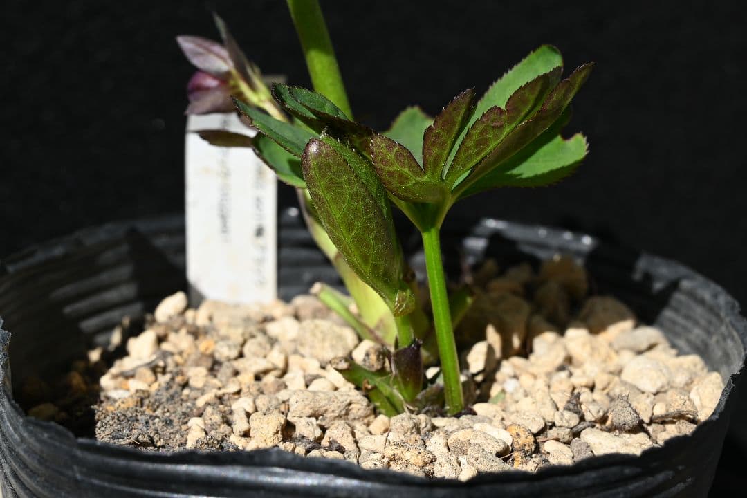 クリスマスローズ 認定Little Collection ddブラック加藤農園 - メルカリ