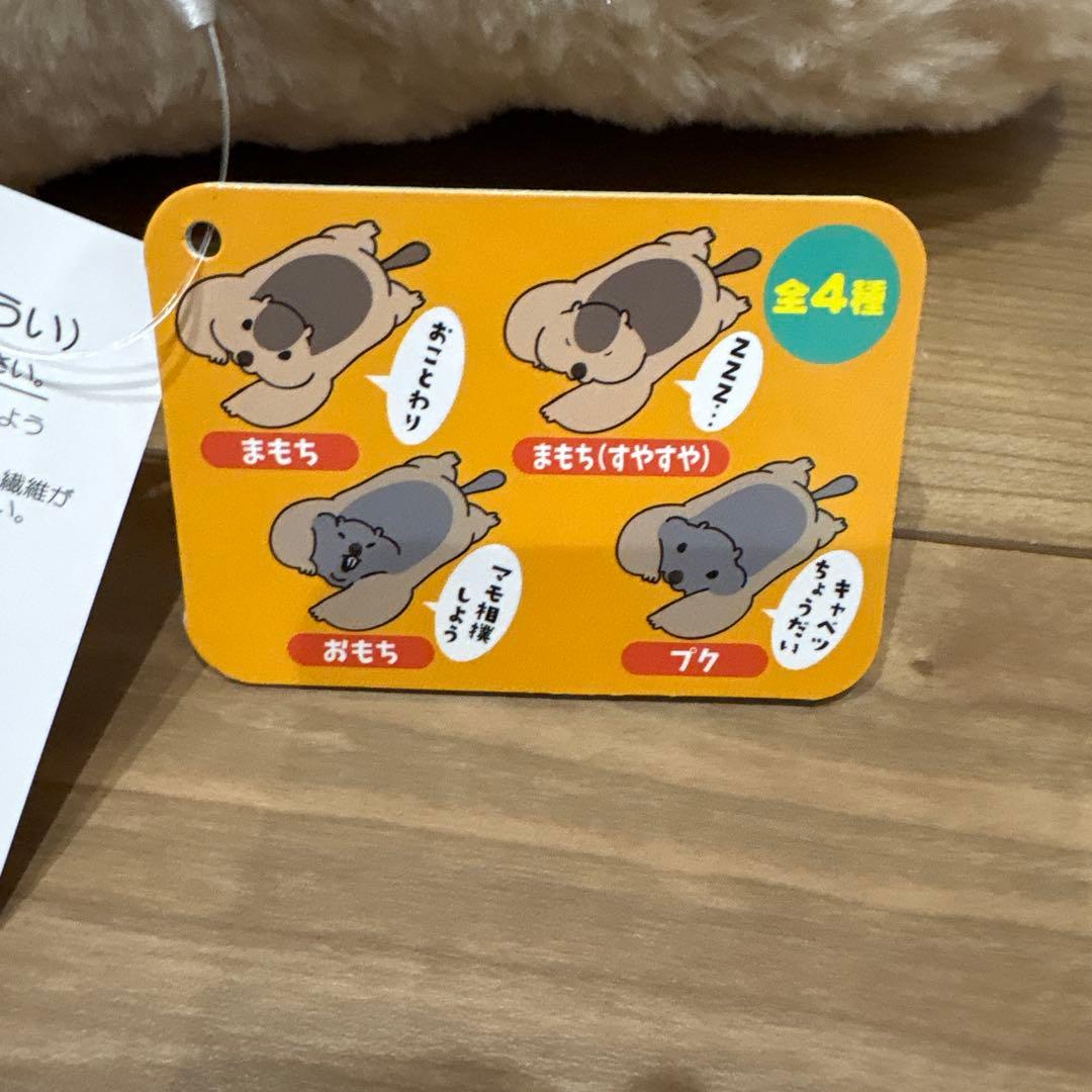 Dr.マーモットまもちおもプクのぺたーん＆マモ相撲ぬいぐるみ まもち