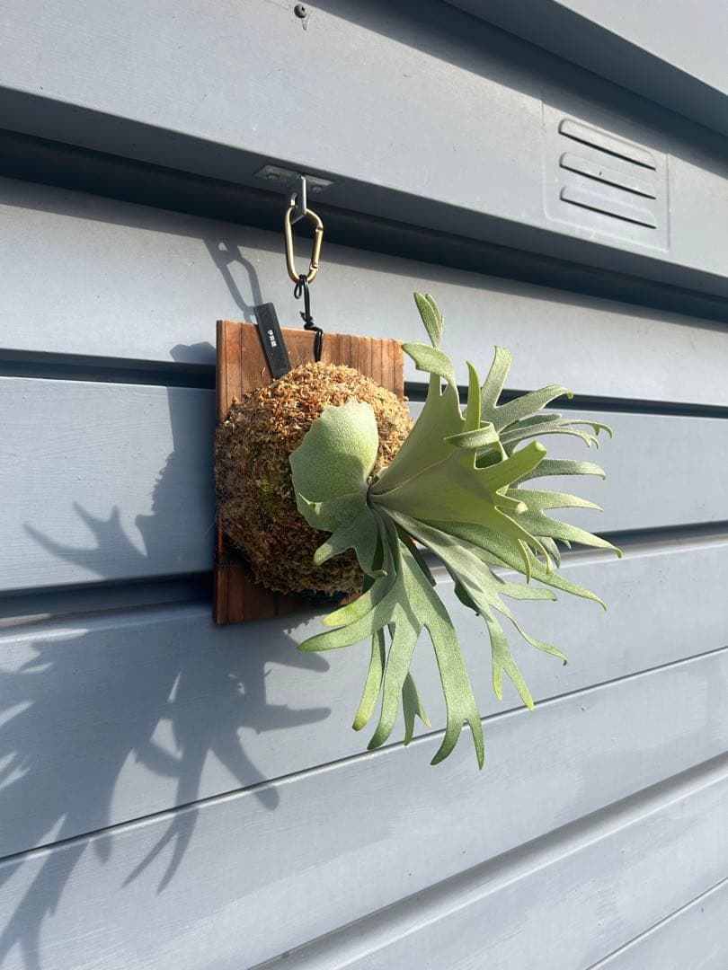 YUSAKU　伊弉諾　izanagi 子株　大きめ