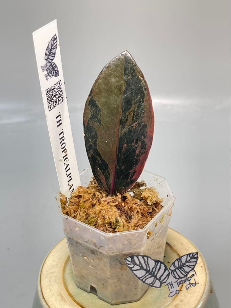 ザミオクルカス ブラック ピンクバリエガータ斑入りZZ plant 15 🌟ヤフオク出品中🌟 **ザミオクルカス ブラック ピンクバリエガータ