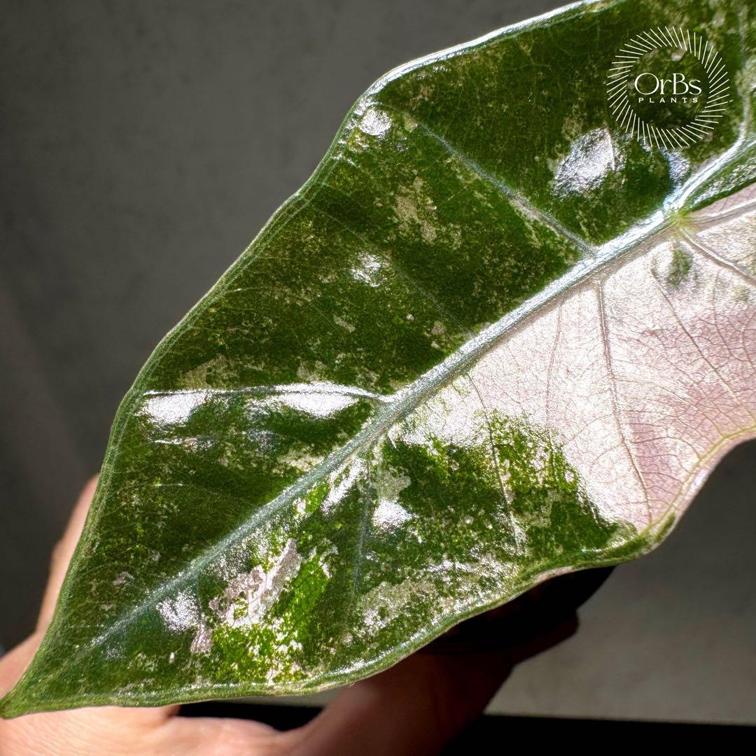 芋から育成】アロカシア プセウド サンデリアーナ ピンク斑入り 美斑