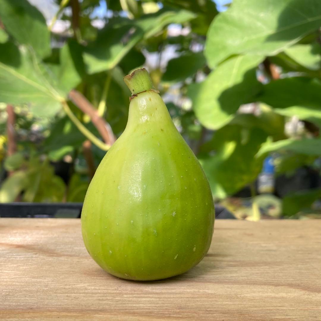 穂木 イチジク - メルカリ