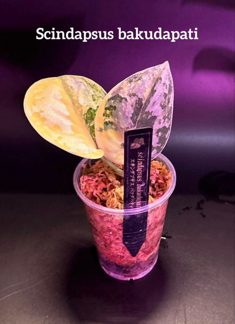 安価フラワー・ガーデニング - スキンダプサス 綺麗な斑入り セット F1