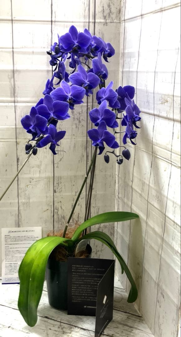 ③正規品 希少品種 胡蝶蘭 コチョウラン ファレノプシス ブルージーン