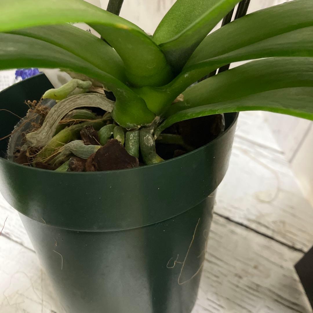 ③正規品 希少品種 胡蝶蘭 コチョウラン ファレノプシス ブルージーン