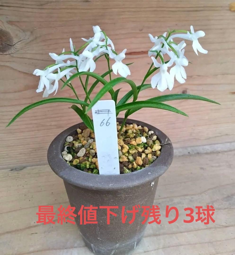 ダリア 球根(3)超レア カフェ・○・レ - メルカリ ダリア 球根 超レア