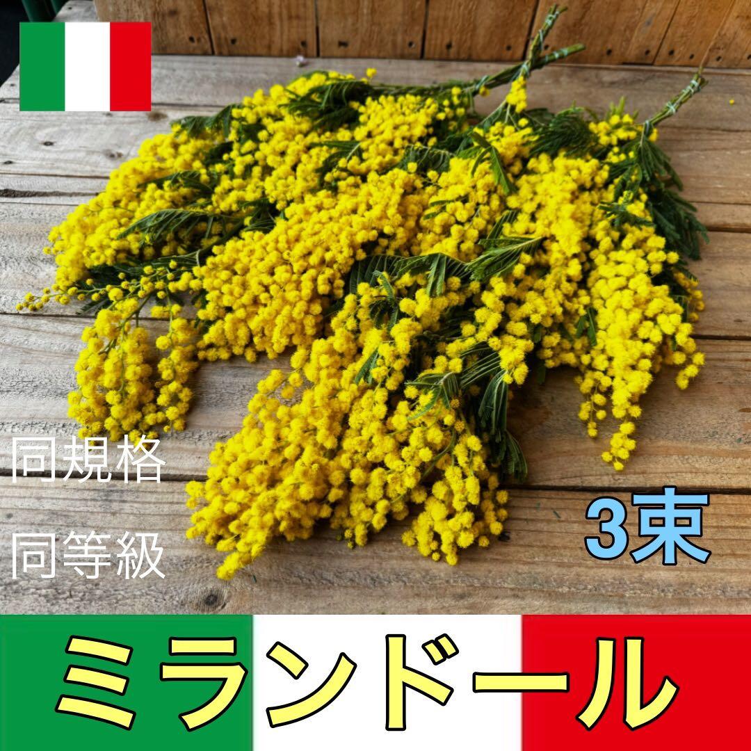 ミントティー様 リクエスト 2点 まとめ商品 チョコミント様 リクエスト 2点 まとめ商品 - メルカリ