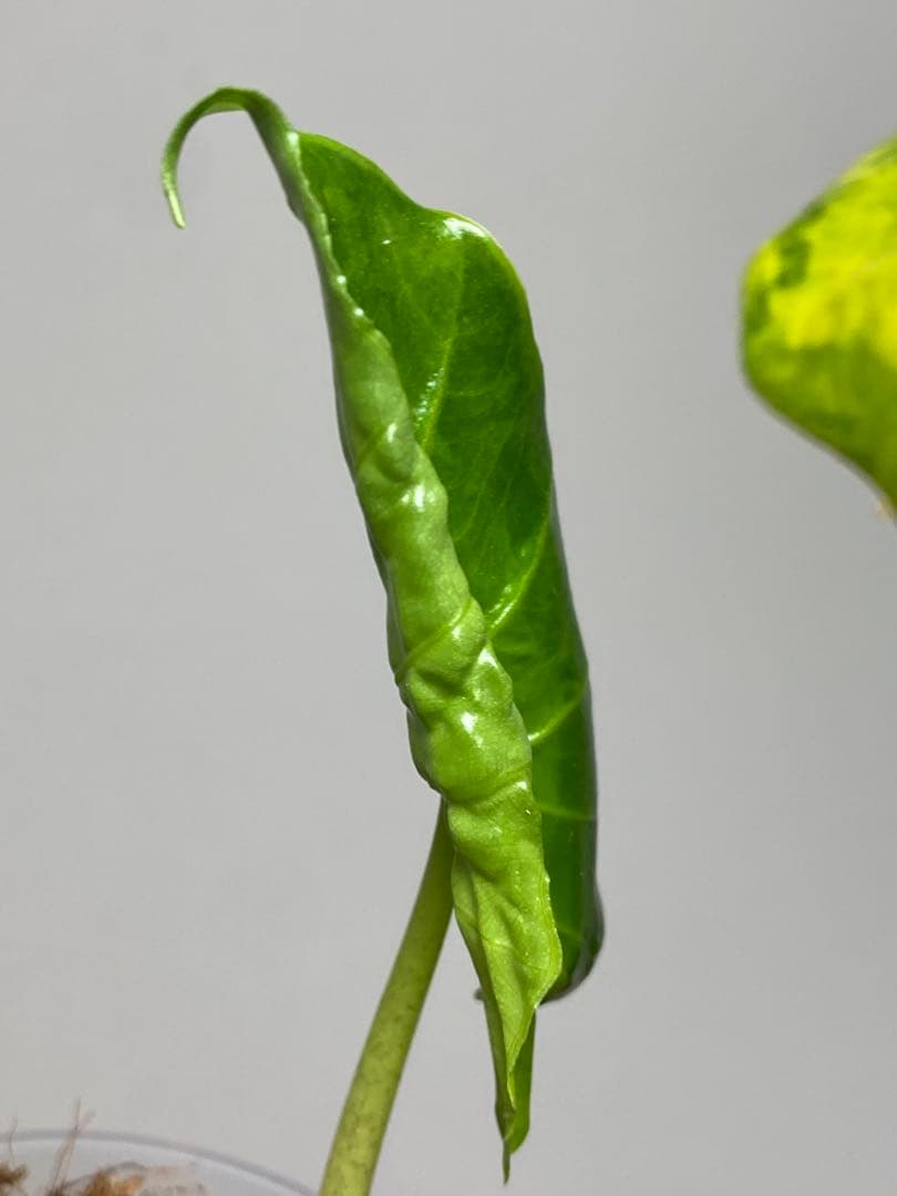 自*間様 【超希少‼️】アロカシア ポルトドラ/ポルトラ 斑入り