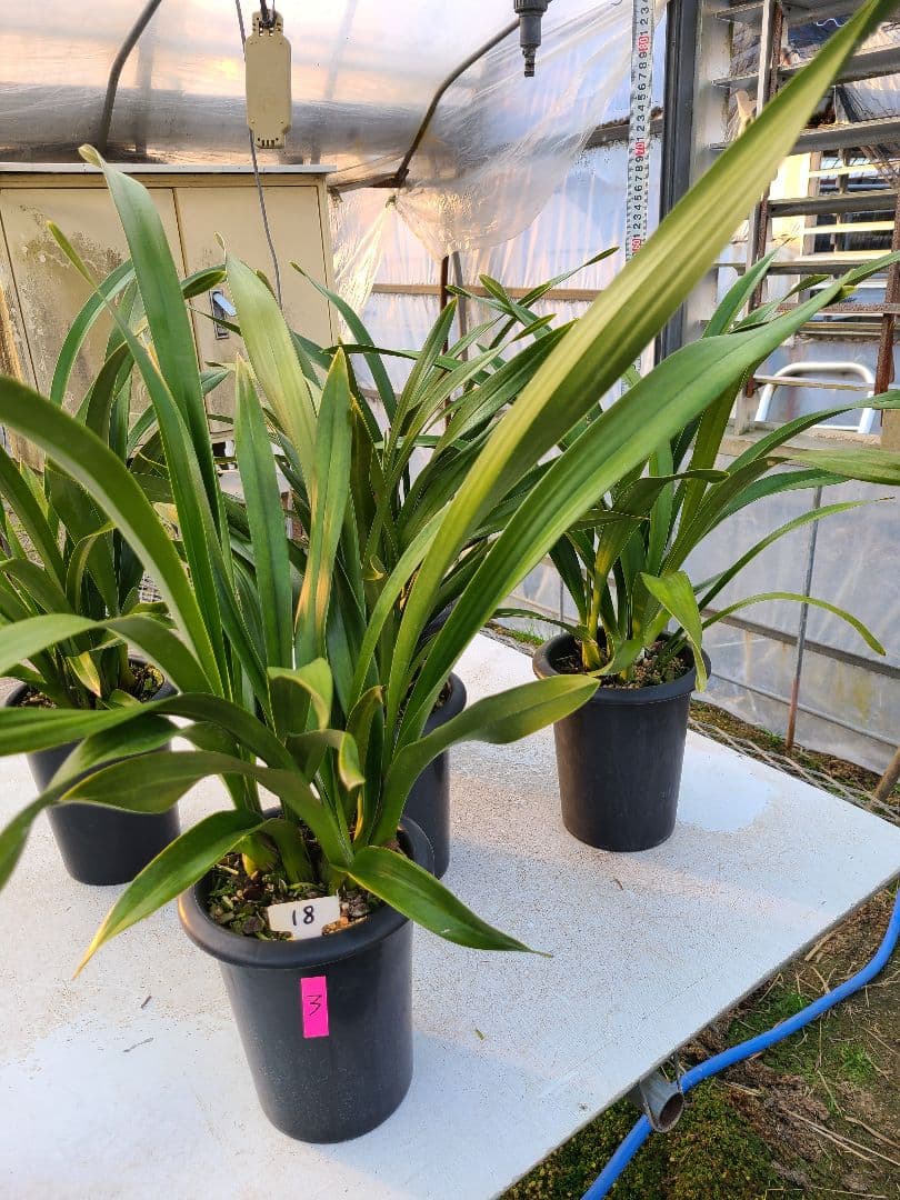 カ*ワ様 フォアゴットンフルーツ。花芽3個。5鉢セット。蜜蜂誘引蘭。日本蜜蜂 フォアゴットンフルーツ。花芽合計17個。5鉢セット。蜜蜂誘引蘭