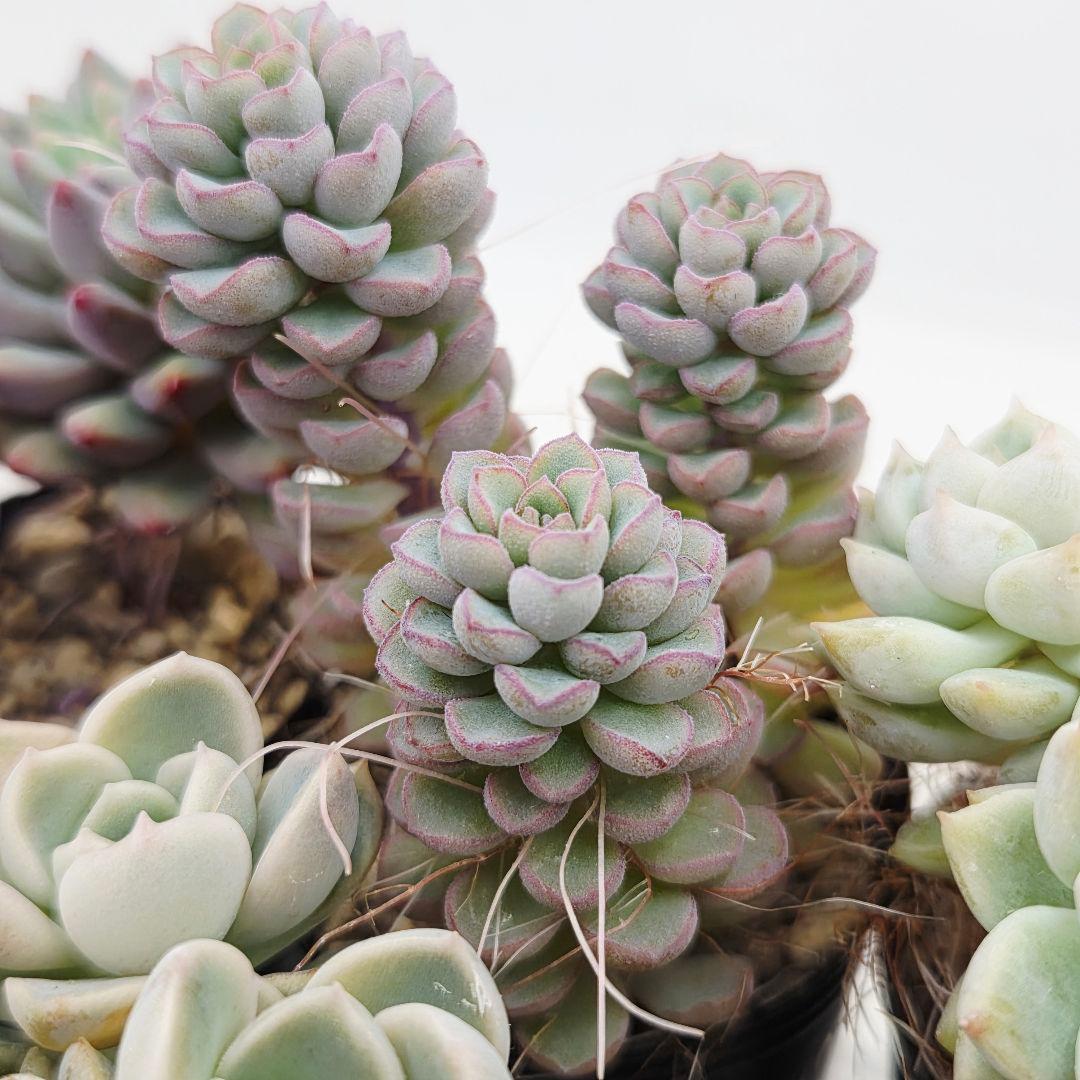 ②全15苗 つぶつぶ屋さん クラッカー❣️あられ❣️ピノチオ❣️発根済ネコポス込