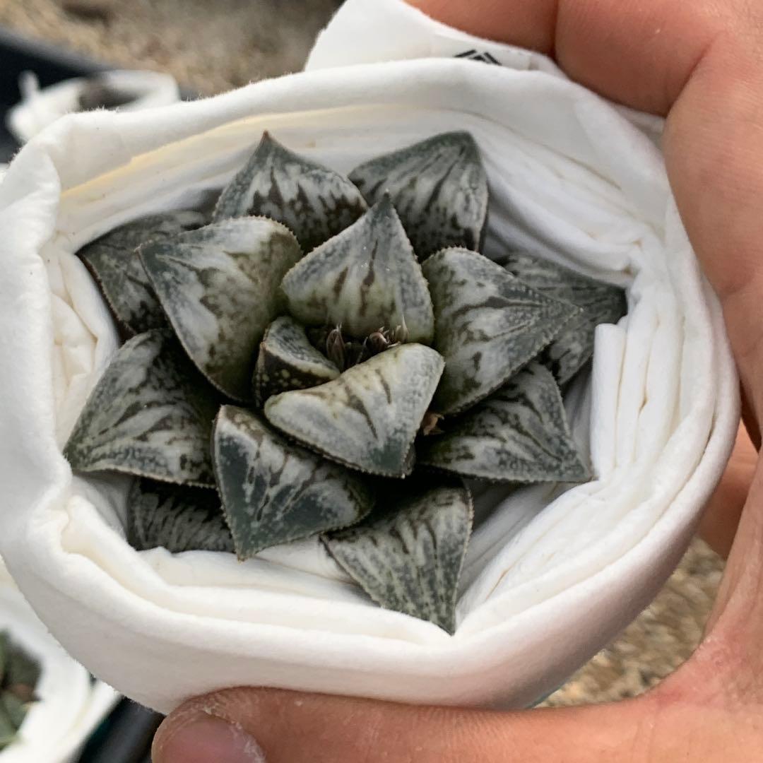 多肉植物 ハオルチア 台湾実生3(白鳥部屋) - メルカリ
