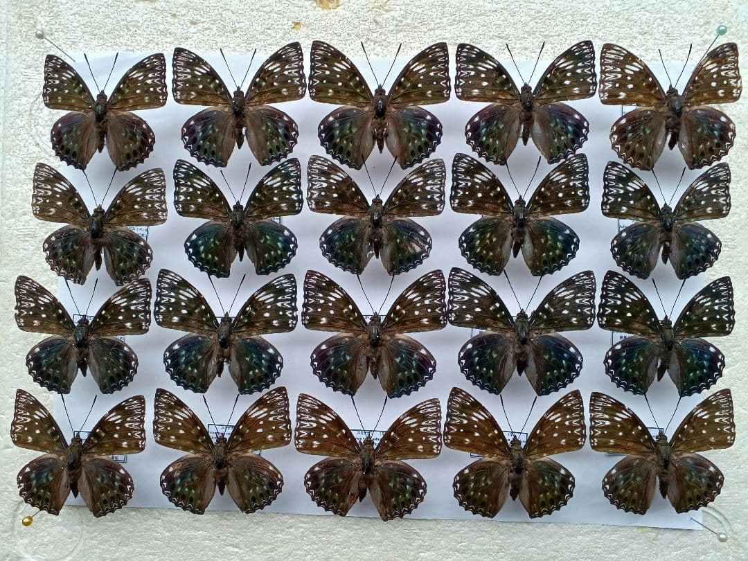 蝶標本　まる・リクエスト お値下げ！蝶標本 蝶標本｜マライカ公式通販