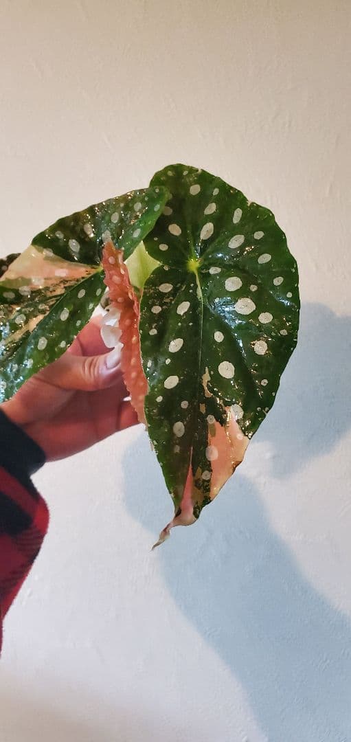 ベゴニア・マクラータ斑入り株の出品です。