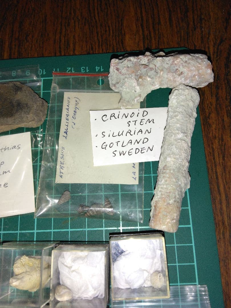 世界の化石 まとめ売り 化石 アンモナイト 巻き貝 ウミユリ サメの歯化石