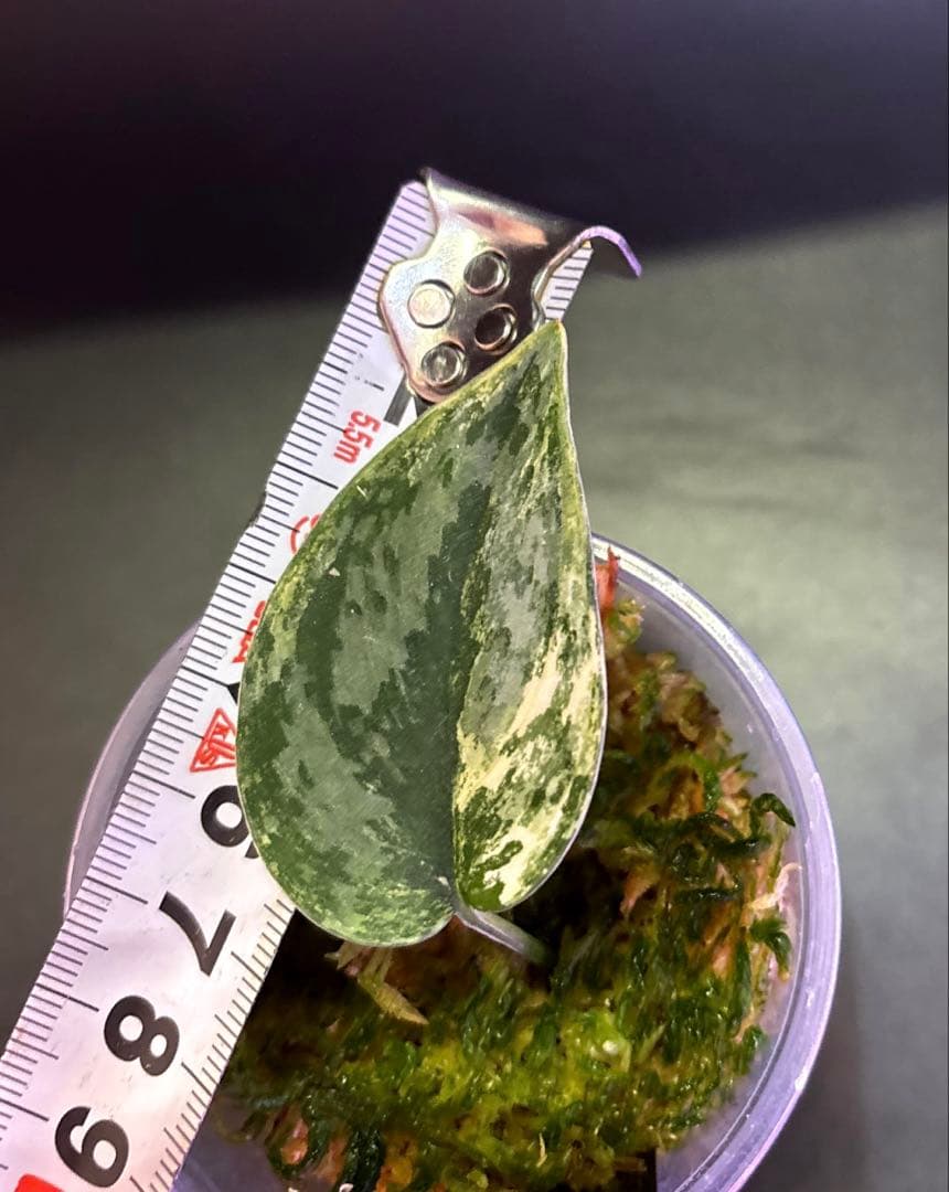 スキンダプサス 綺麗な セットL2の通販はau PAY マーケット - 輸入雑貨