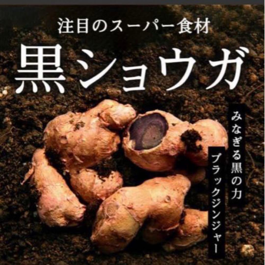 ワイルド マンゴーの力 【60粒】30日分×3袋 《約3ヶ月分》