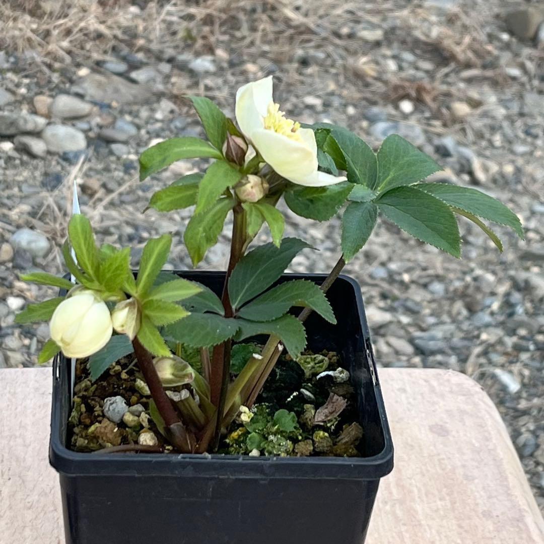 の*ん様 ☘️蕾付き☘️3302⭐️小輪⭐️SD⭐️シズカ⭐️静⭐️樋口さん⭐️