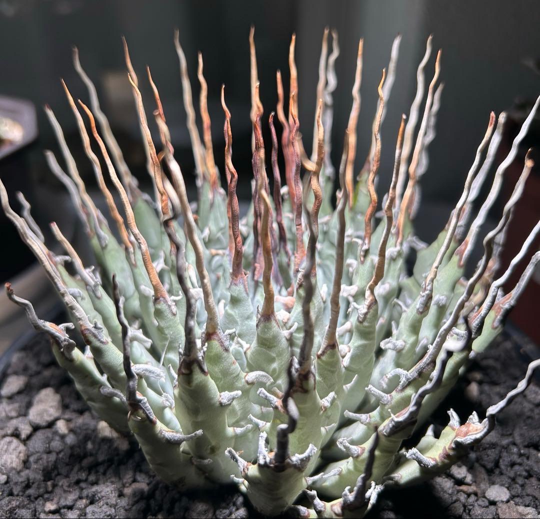 p*s様 アガベutahensis var.eborispina陽炎 超ロングト アガベ エボリスピナ 陽炎タイプ【Agave utahensis var. eborispin