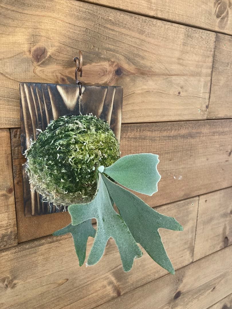 ビカクシダ ウィリンキー \"セーラーマーズ\" oc