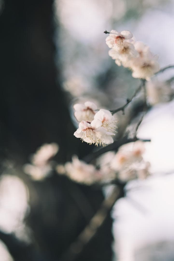 木村文乃使用モデル！Leica Elmarit 90mm F2.8 ケース付き！木村文乃