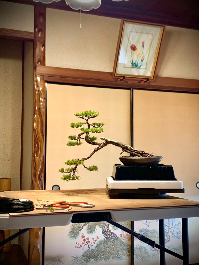 優美な枝振りの半懸崖五葉松　竜岳南蛮鉢（検索/文人　赤松　真柏　サバ幹　盆栽）