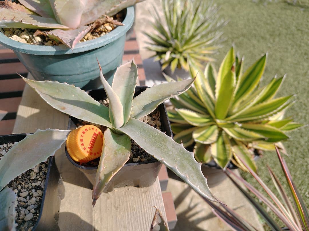 耐寒性アガベ オバティフォリア実生 ドライガーデン パリー パラサナ