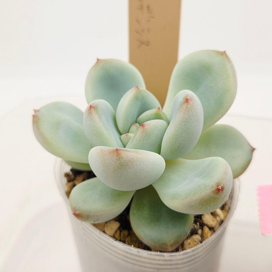 プーさん様 ミソップさん 4苗