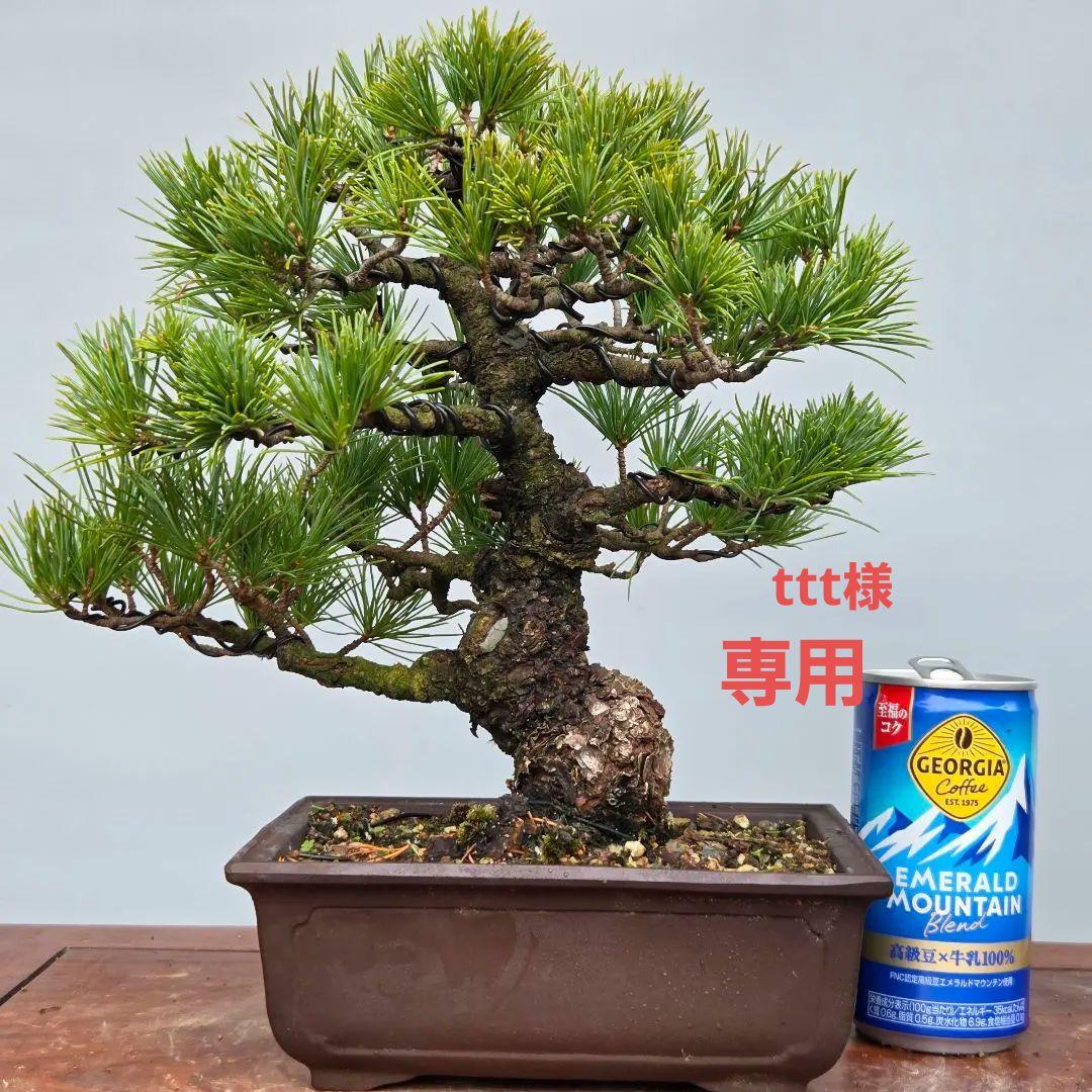 五葉松　[模様木]　貴風盆栽 五葉松 [模様木] 中品盆栽