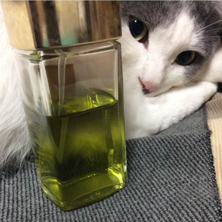 【お取り置き品】シャネル No19  オードトワレ 100ml Amazon | CHANEL(シャネル) No.19 EDT100ml オードゥトワレット