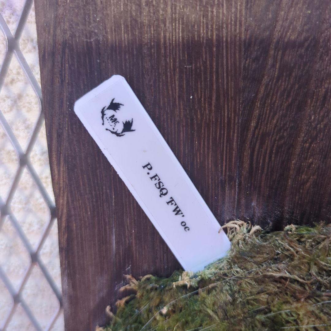 わ*ち様 【期間限定出品】P.FSQ 'FW' oc/ビカクシダ - メルカリ