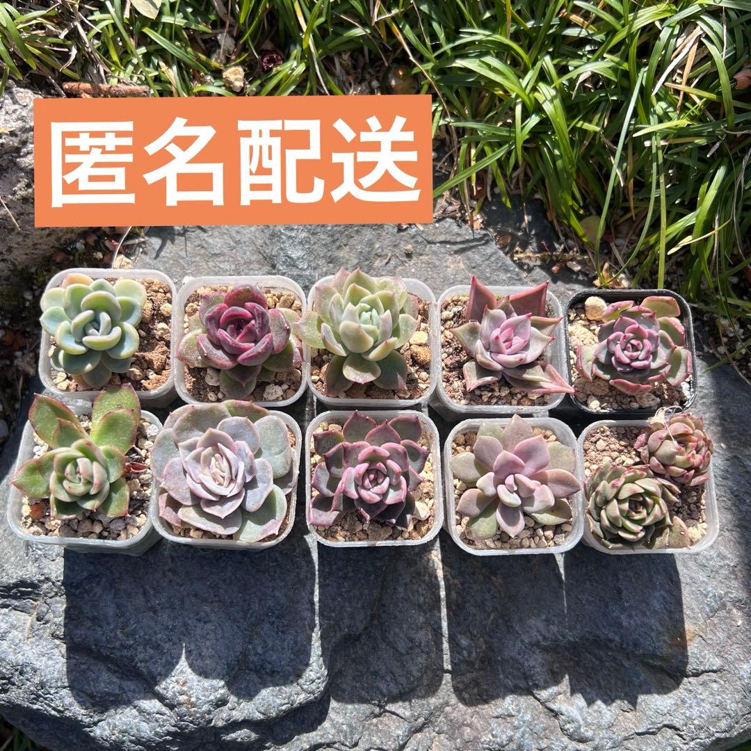 多肉植物抜き苗10種セット - メルカリ