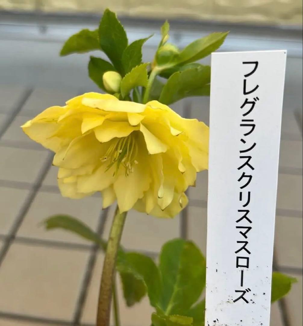 フレグランスタグ付き かぐや姫交配 クリスマスローズ 開花株 加藤農園