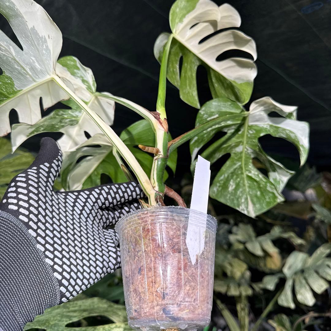 ALB2 モンステラ ボルギシアナ アルボ ホワイトタイガー白斑 健康