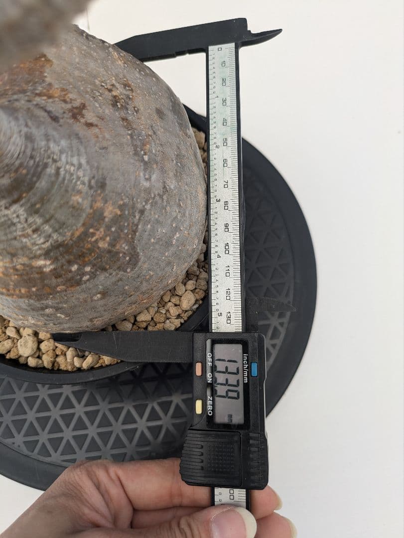 6 パキポディウム グラキリス 現地球 発根済