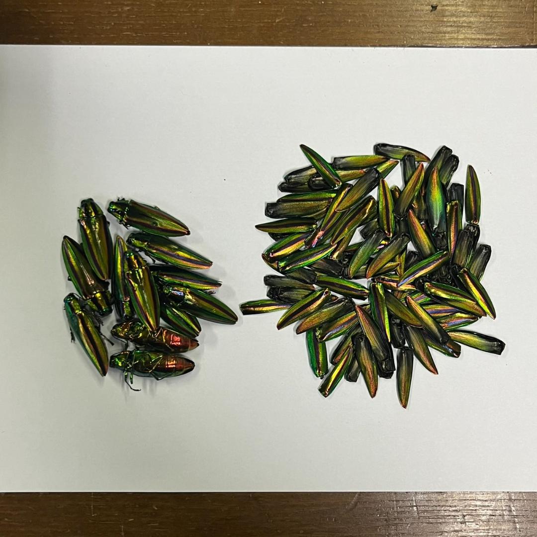 千葉県産　ヤマトタマムシ　４㎝以上11頭　上翅82枚　標本用　装飾用 ☆能勢産ヤマトタマムシ40mm標本☆ - INSECT ULTIMA