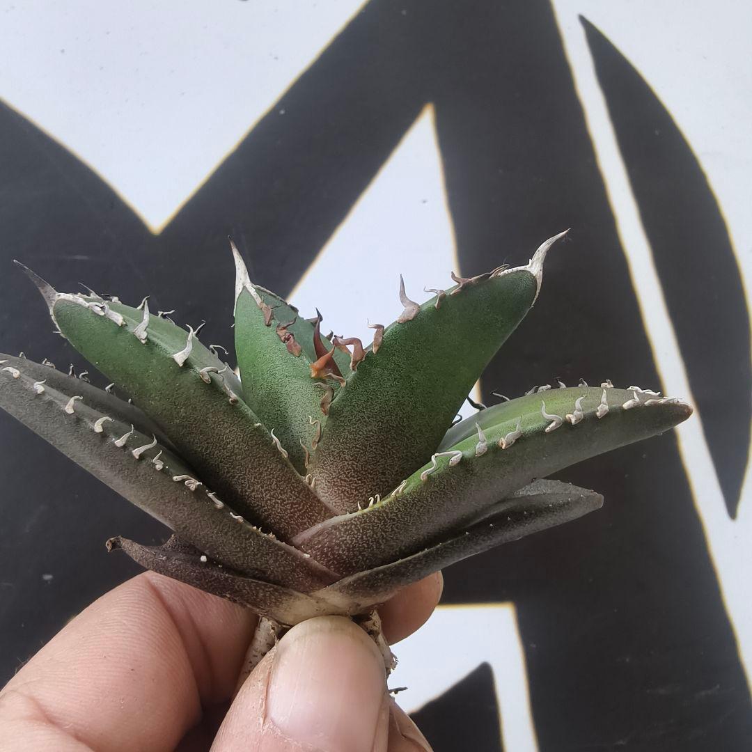 813【上澳園芸】アガベ チタノタ shangao-004 バトルウルフ - メルカリ